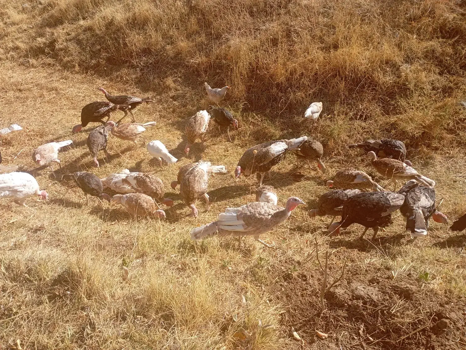 فروش بوقلمون|حیوانات مزرعه|امام, |دیوار