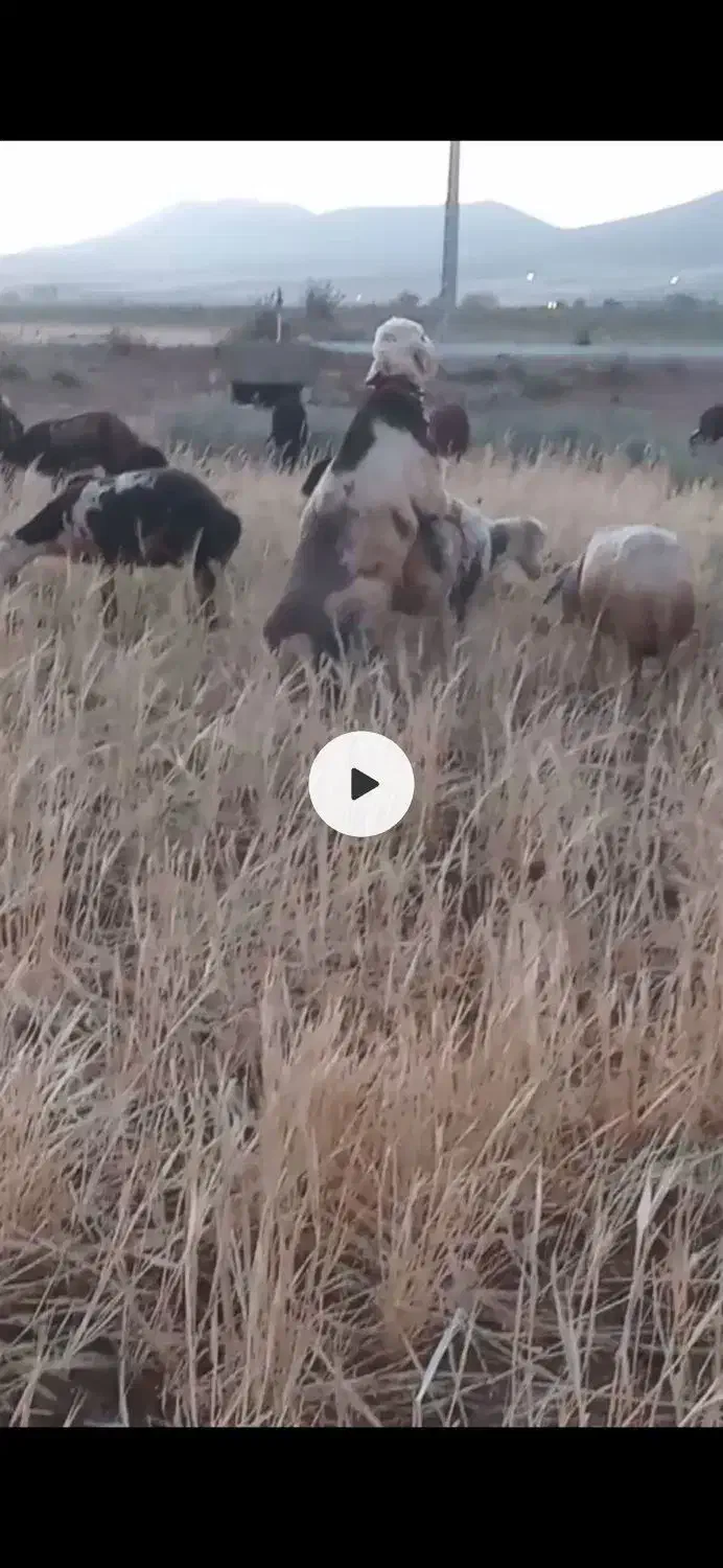 گوسفند|حیوانات مزرعه|فریدونشهر, |دیوار