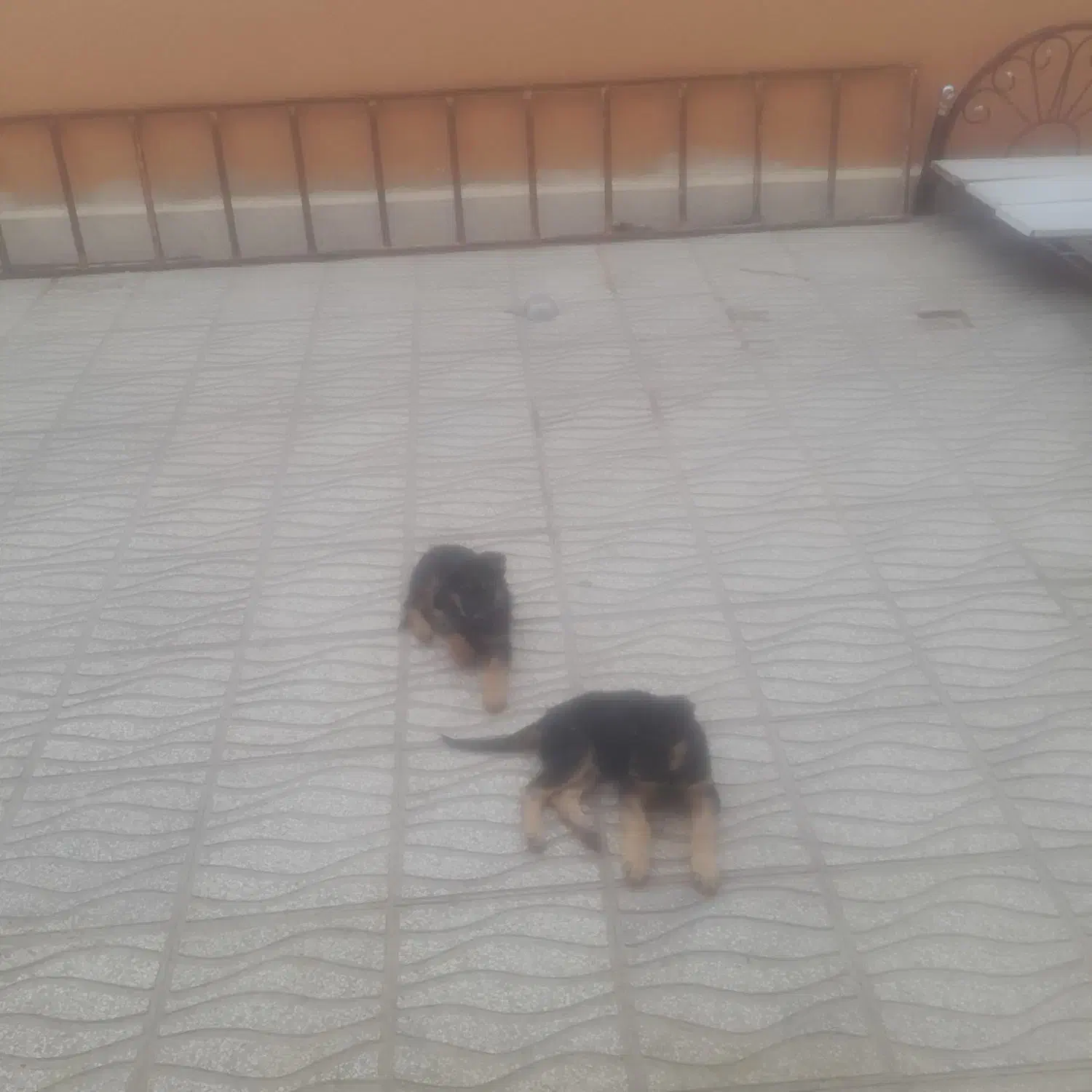 سگ ژرمن شپرد نر|سگ|خرم بید, |دیوار