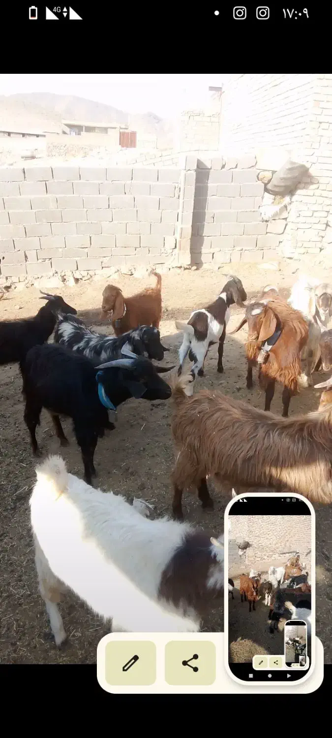 بزغاله نر|حیوانات مزرعه|فیروزه, |دیوار