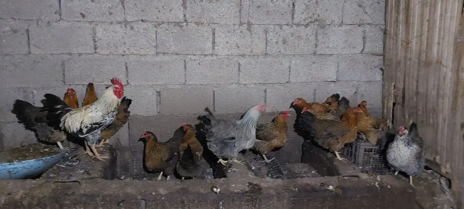 مرغ محلی تخم گذار|حیوانات مزرعه|رودبنه, |دیوار