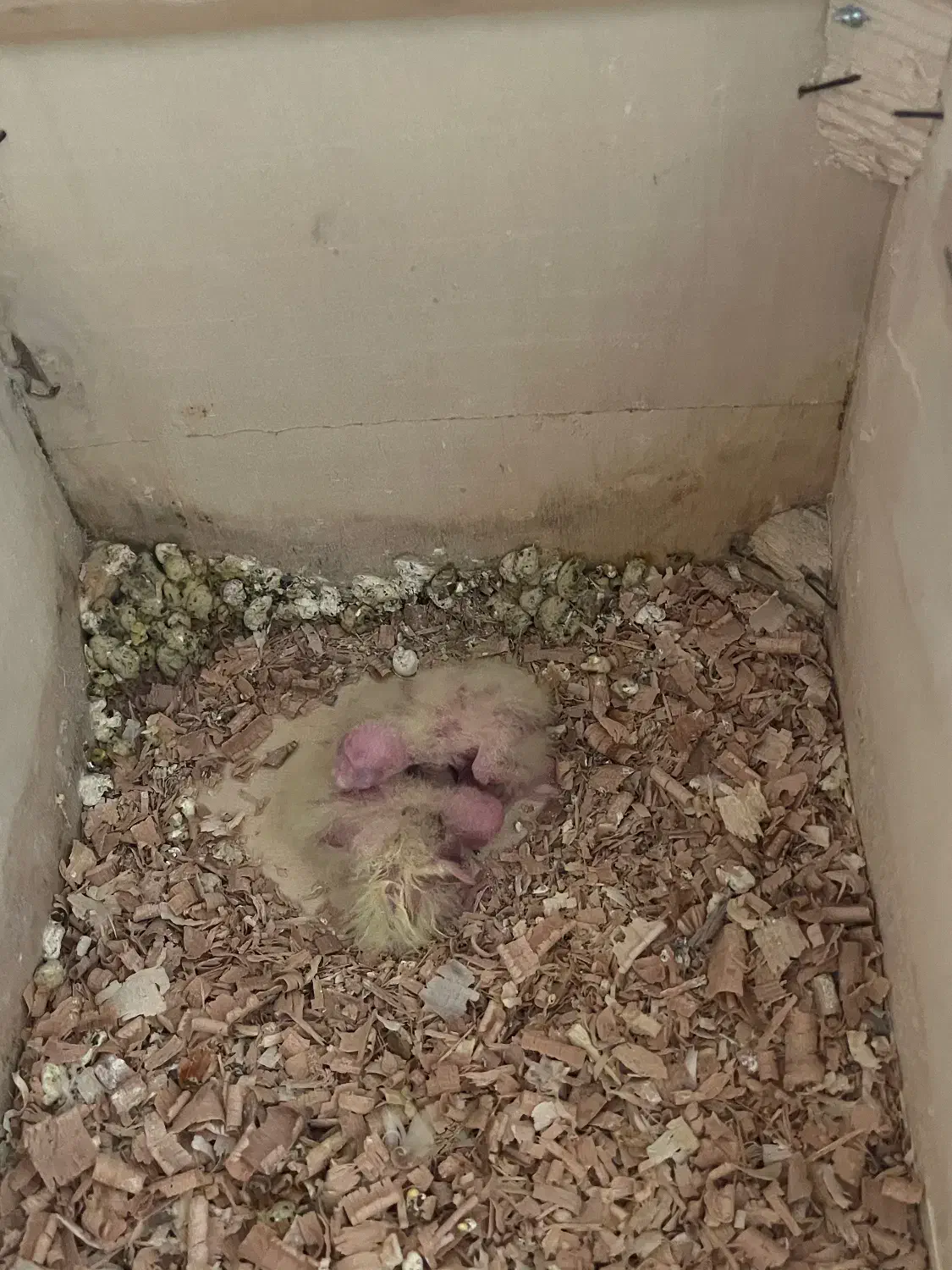 عروس هلندی مولذ|پرنده|آستارا, |دیوار