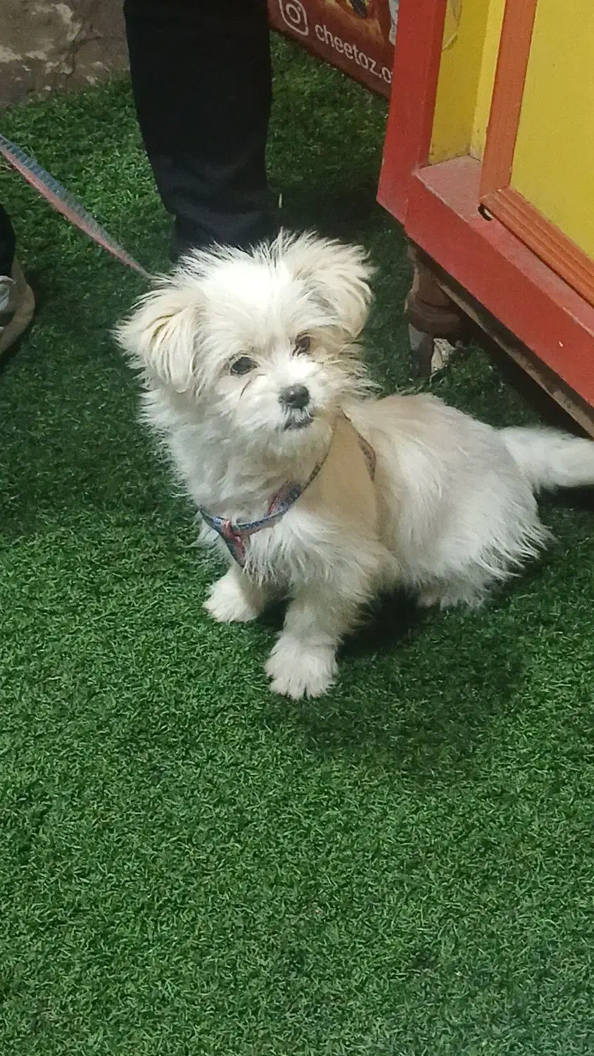 شیتزو|سگ|سراب, |دیوار