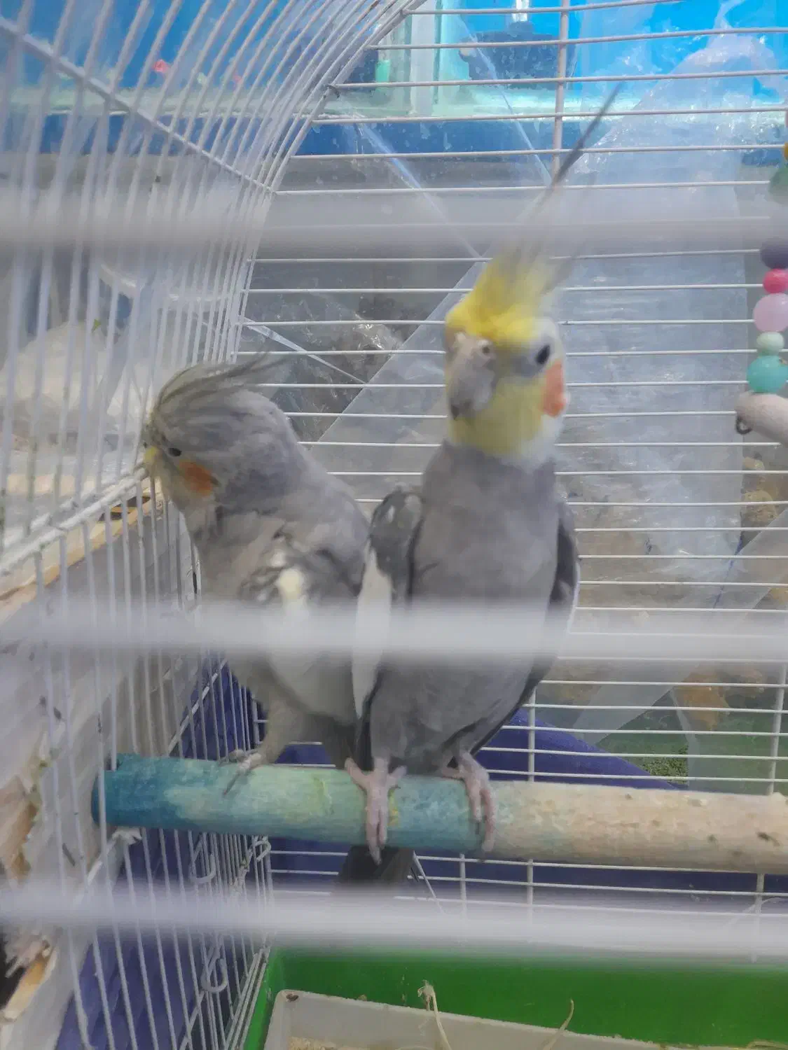 عروس هلندی به شرط جفت و تخم گذاری|پرنده|نسیمشهر, |دیوار