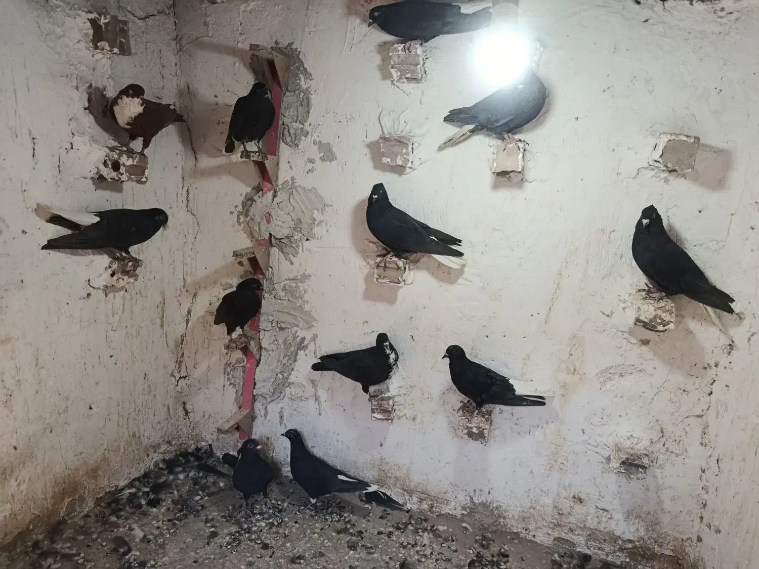 کفتر|پرنده|یزدان شهر, |دیوار