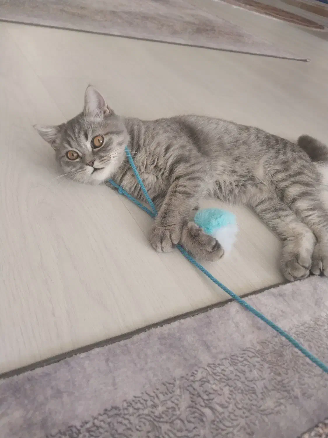 گربه بریتیش ۵ ماهه|گربه|ماکو, |دیوار