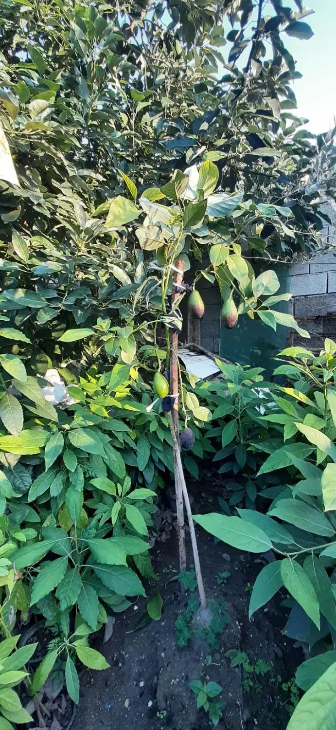 فروش نهال آووکادو|خدمات باغبانی و درختکاری|رامسر, |دیوار