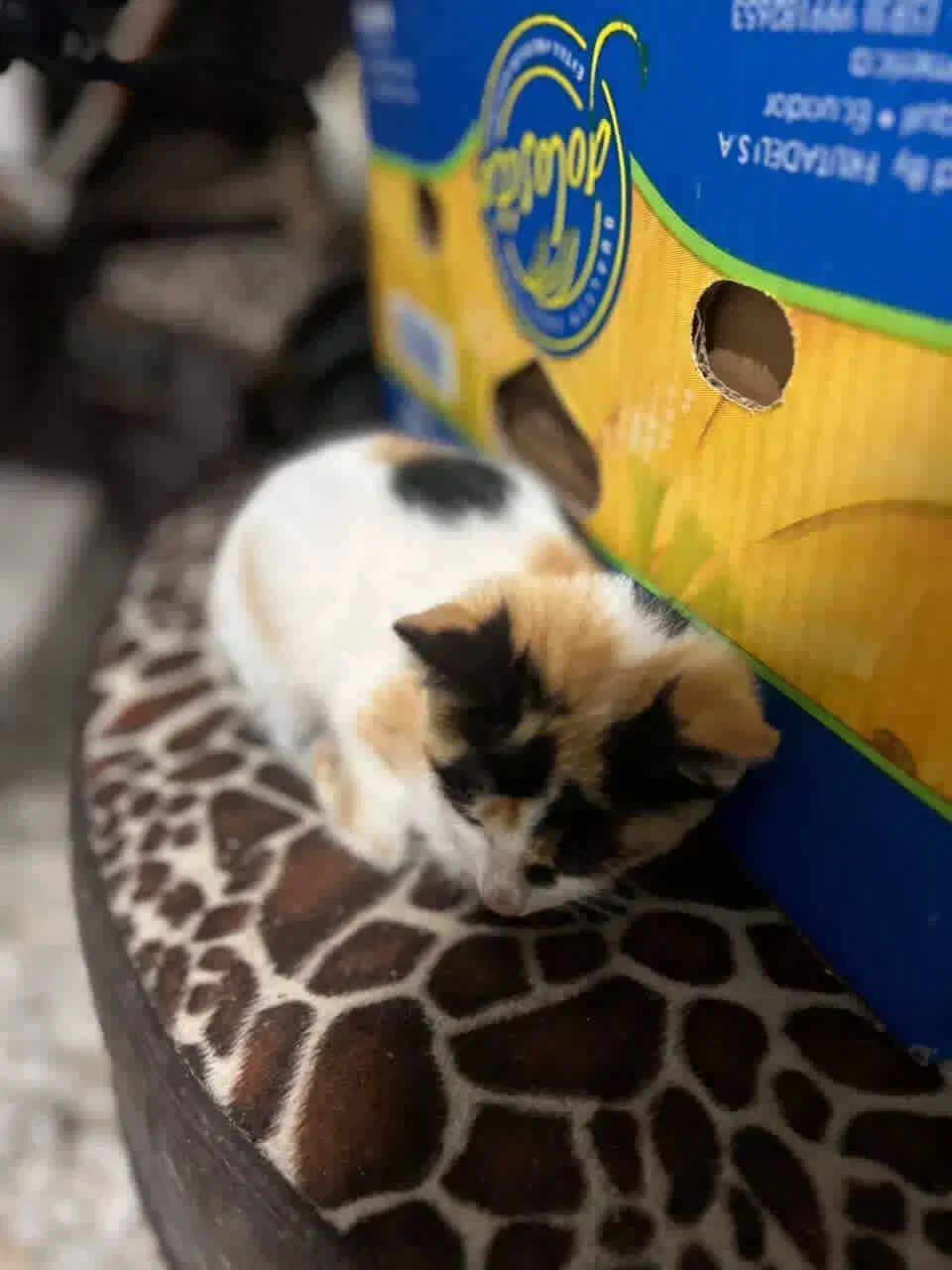 واگذاری|گربه|بندر انزلی, متروپل|دیوار