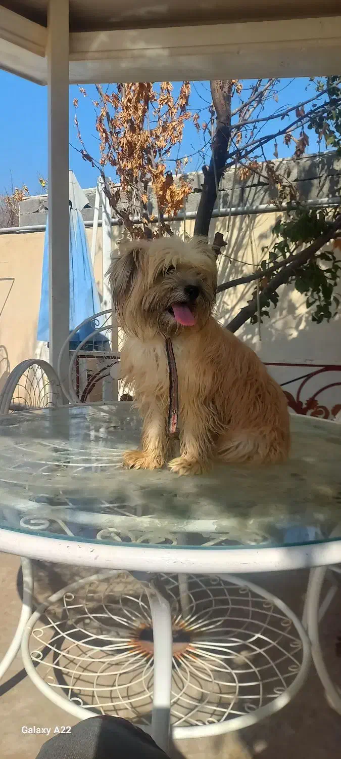 سگ واگذار می گردد|سگ|رباط‌کریم, انجم آباد|دیوار