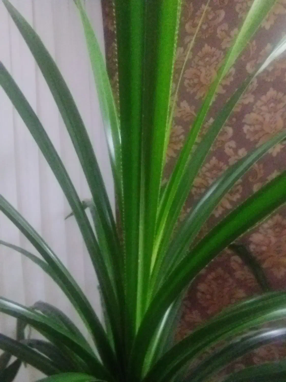 گل و گیاه|گل و گیاه طبیعی|گلبهار, شهر جدید گلبهار|دیوار