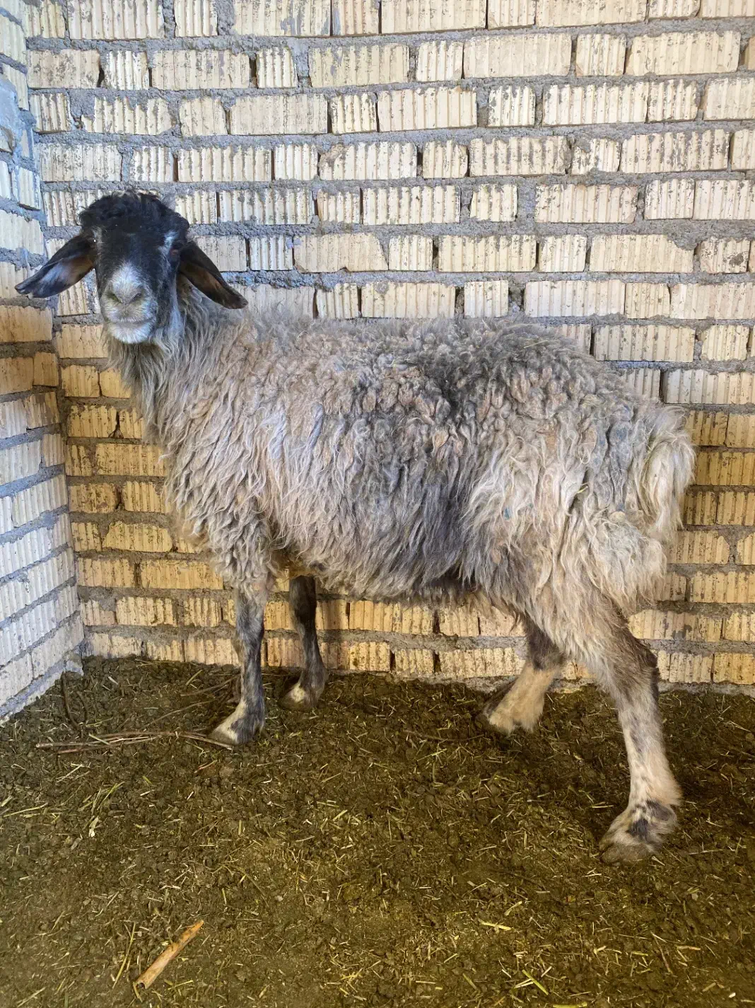 میش و بز و شیشک چاق برای کشتی|حیوانات مزرعه|آباده, |دیوار