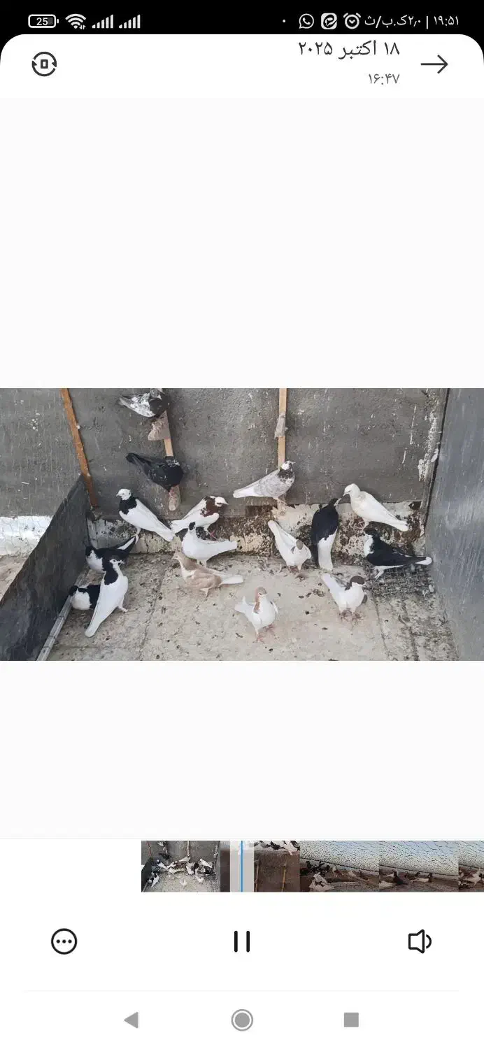 ۳۰ تا کفتر رنگه|پرنده|ششطراز, |دیوار