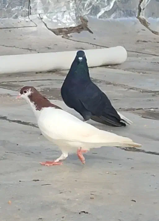 کفتر دم سفید|پرنده|تربت‌حیدریه, حسنی بالا|دیوار