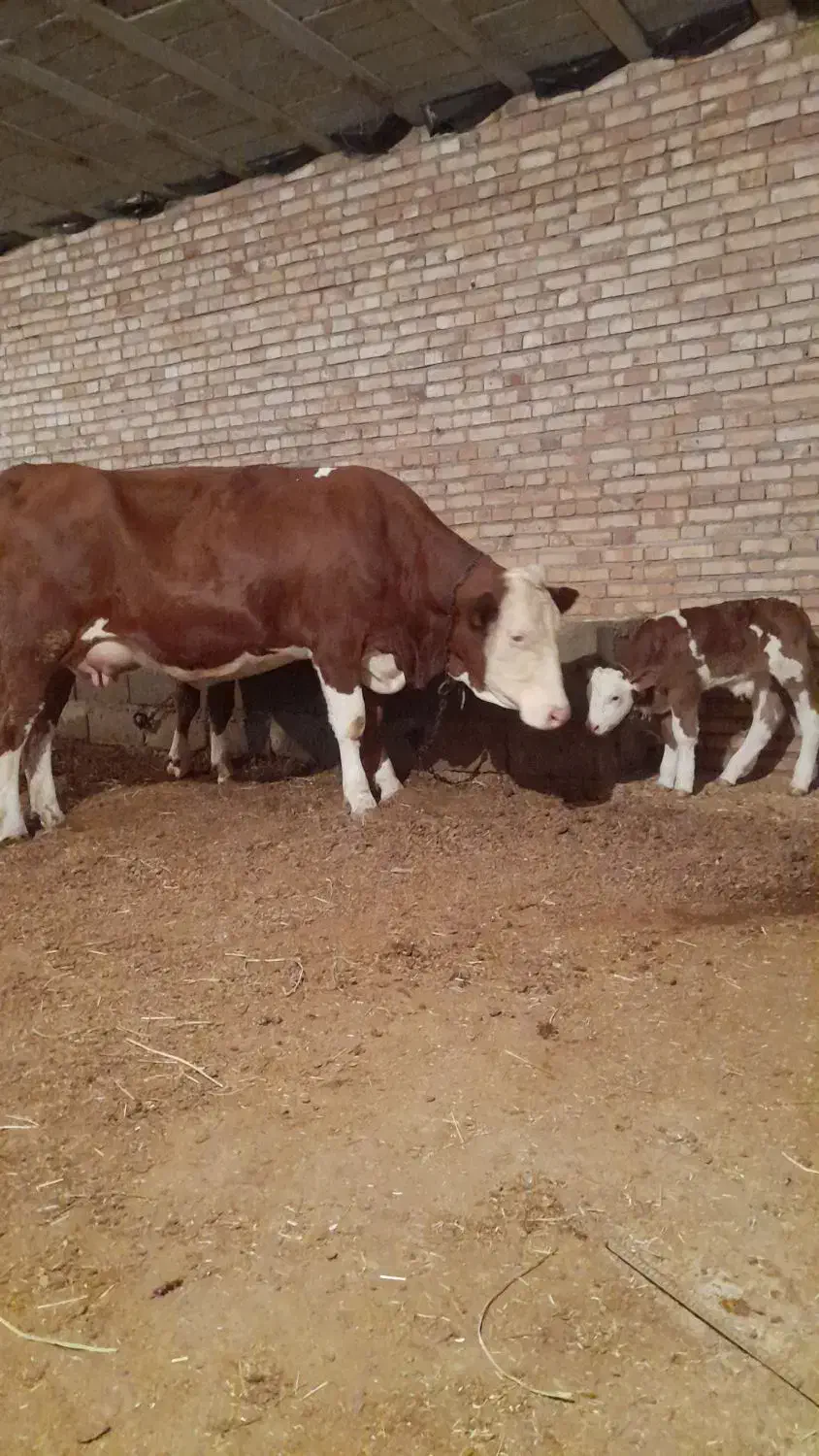 گاو سمینتال با گوساله نر|حیوانات مزرعه|چهاربرج, |دیوار