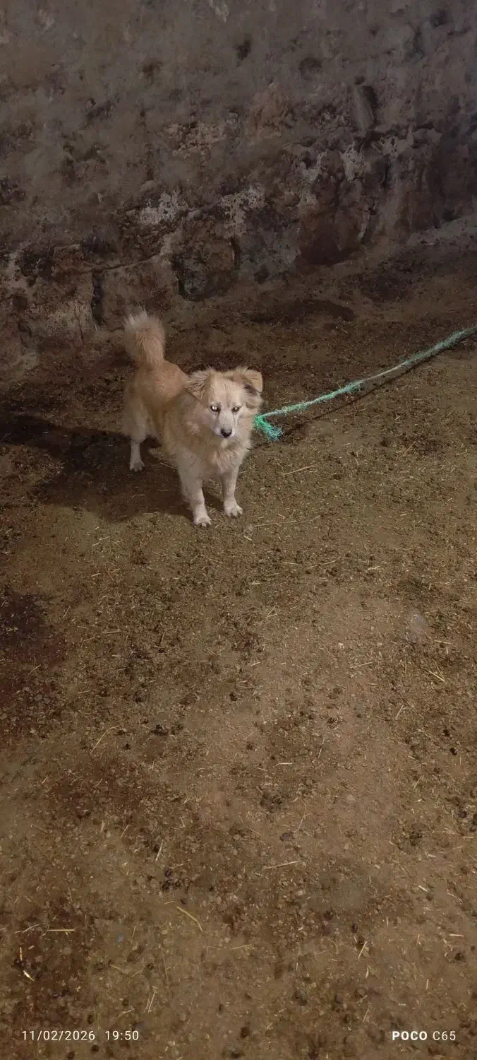 سگ خونه|سگ|ماکو, |دیوار