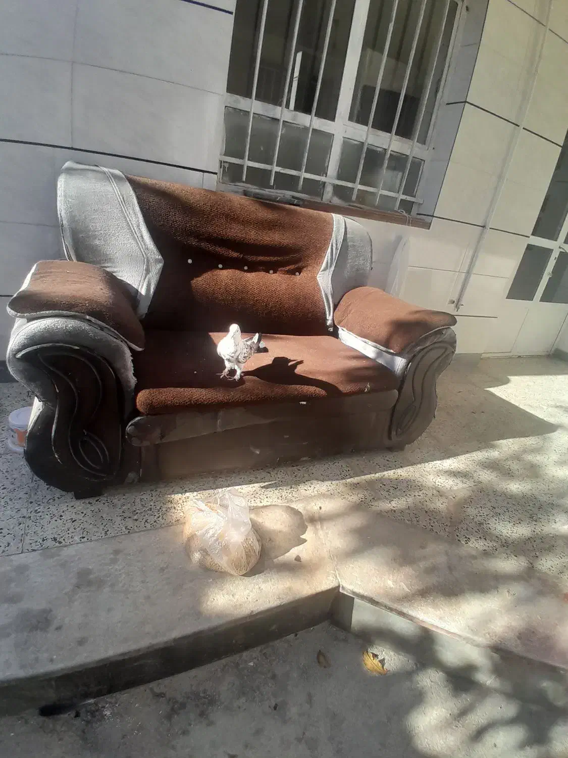 کبوتر رنگی|پرنده|لاران, |دیوار