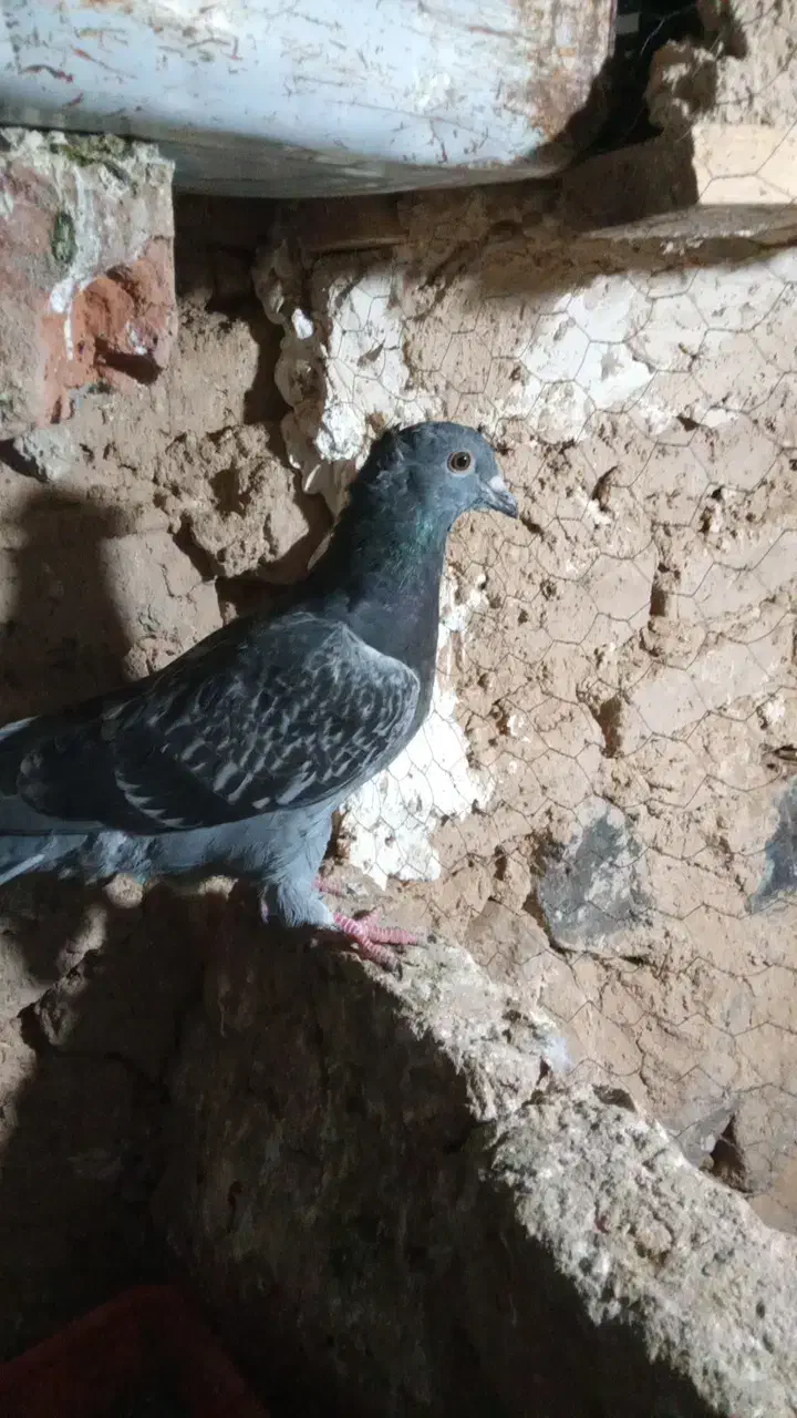 کفتر|پرنده|مود, |دیوار