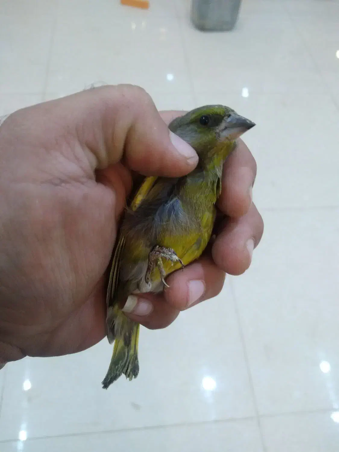 سهره سبز|پرنده|بجنورد, |دیوار