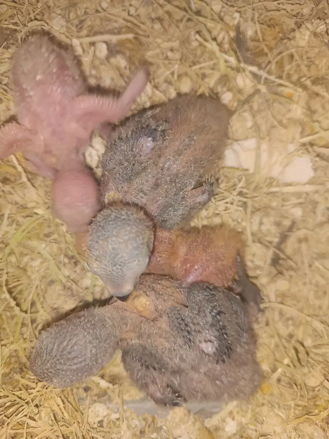 جوجه طوطی برزیلی سرلاکی|پرنده|نکا, |دیوار