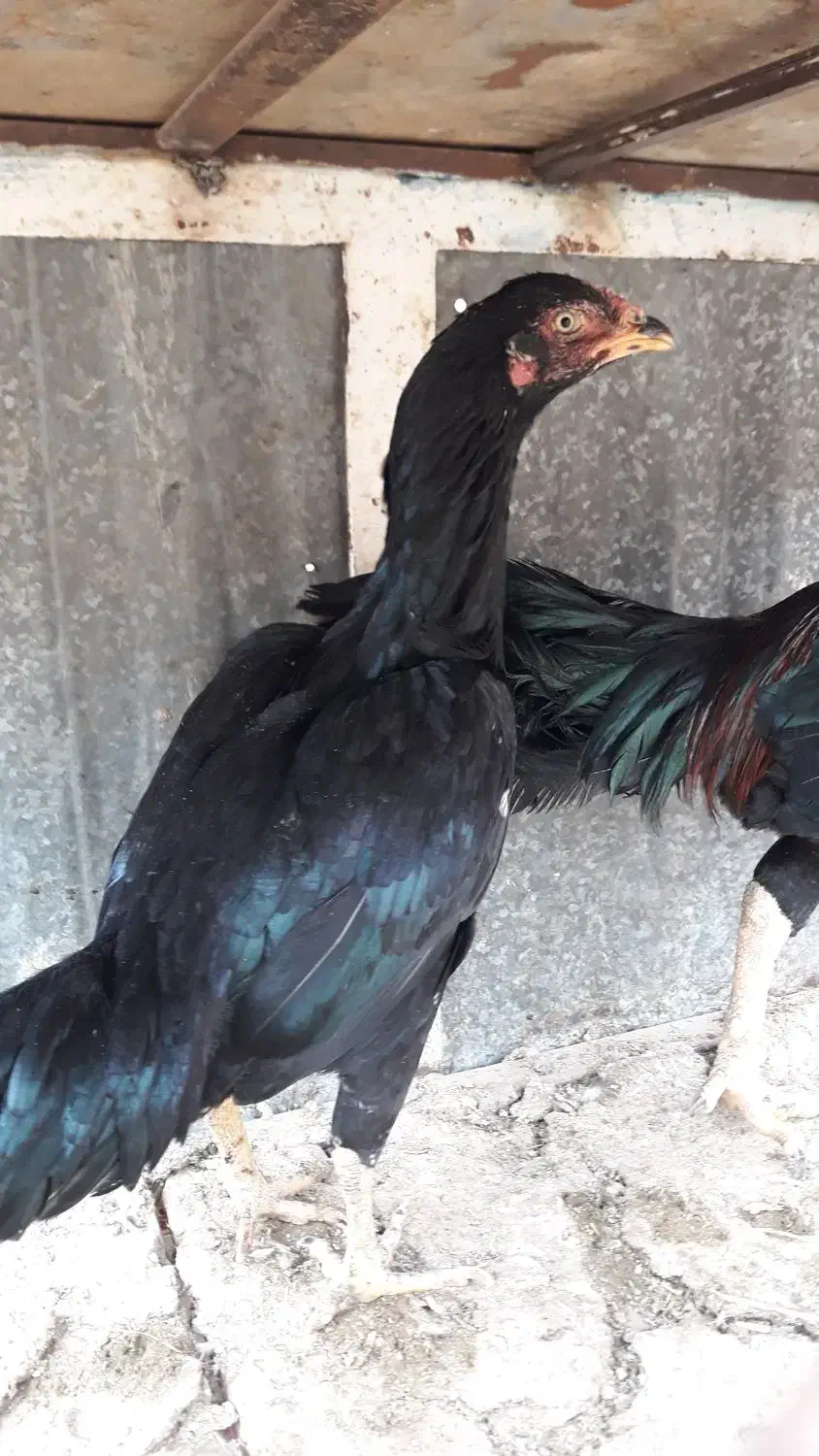 مرغ خروس لاری ومینیاتوری|حیوانات مزرعه|دشتابی, |دیوار