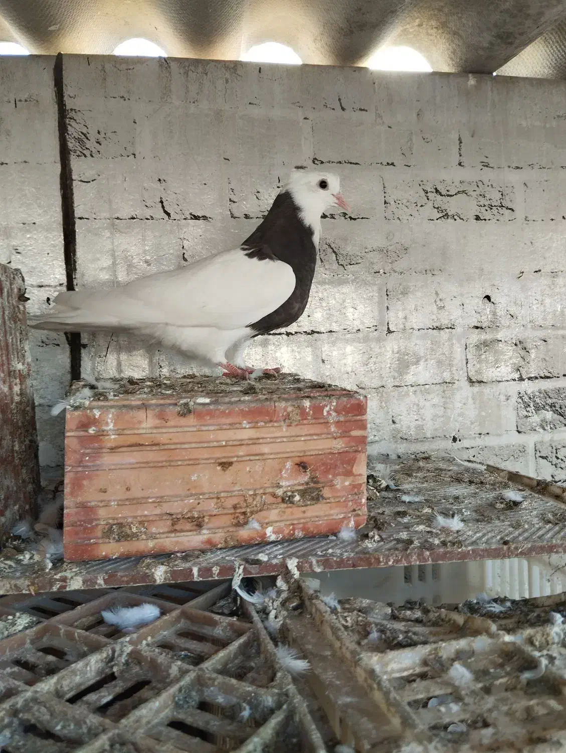 کبوتر طوقی|پرنده|دلند, |دیوار