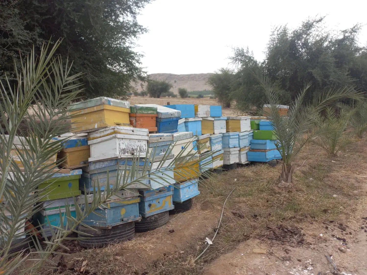 کندو و قاب|لوازم جانبی حیوانات|بهبهان, |دیوار