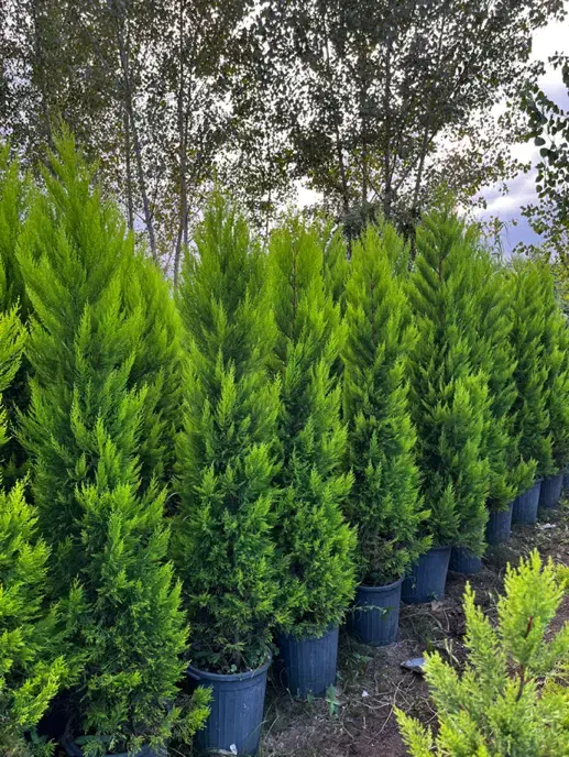 فروش گیاهان ممتاز و زینتی لاوسون،یاس هلندی وشمشاد|خدمات باغبانی و درختکاری|تنکابن, |دیوار