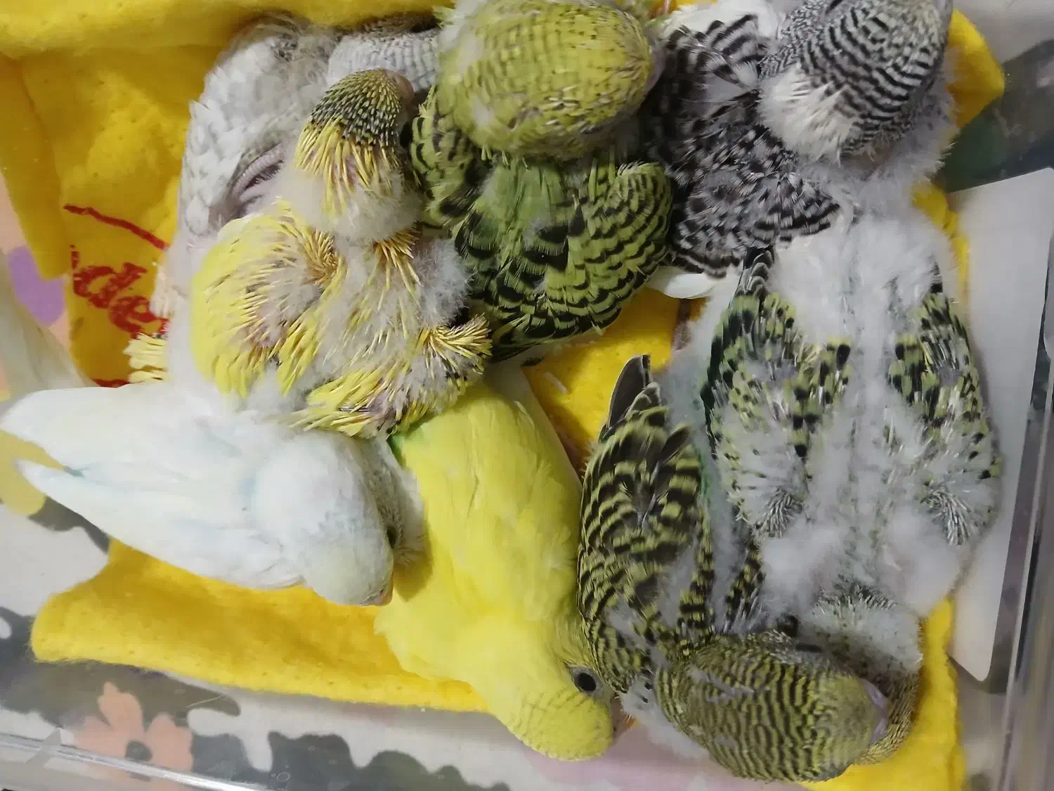 طوطی برزیلی اپلاین مولد روتخم جوجه دستی مرغ عشق|پرنده|کرج, حیدرآباد|دیوار