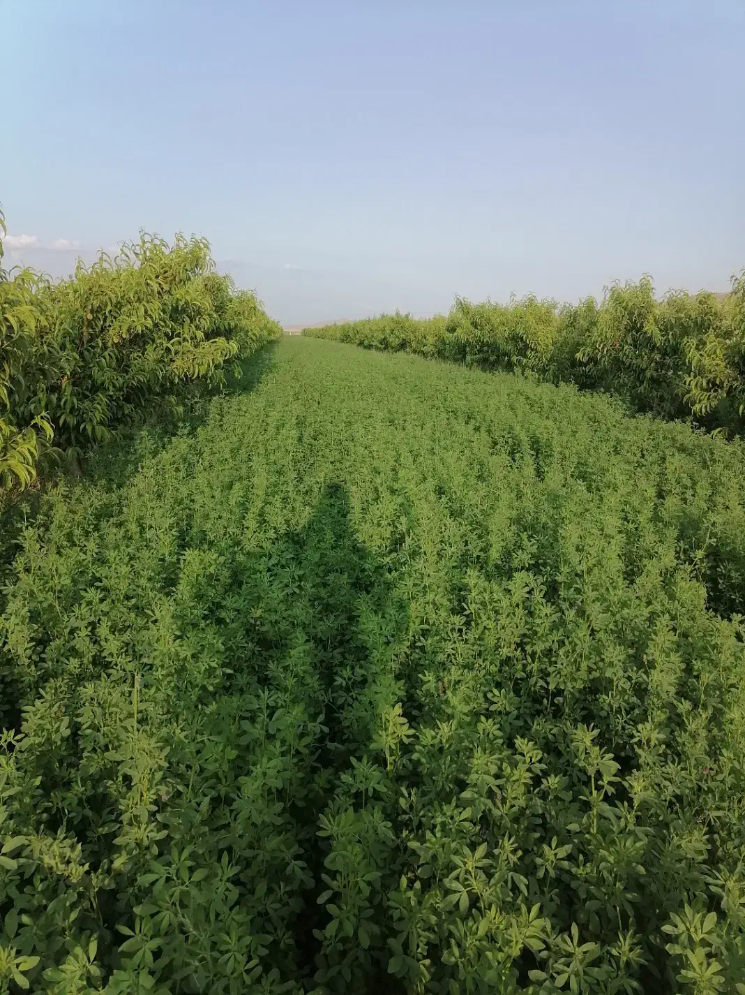 بذر یونجه|خدمات باغبانی و درختکاری|مهاباد (آذربایجان غربی), |دیوار