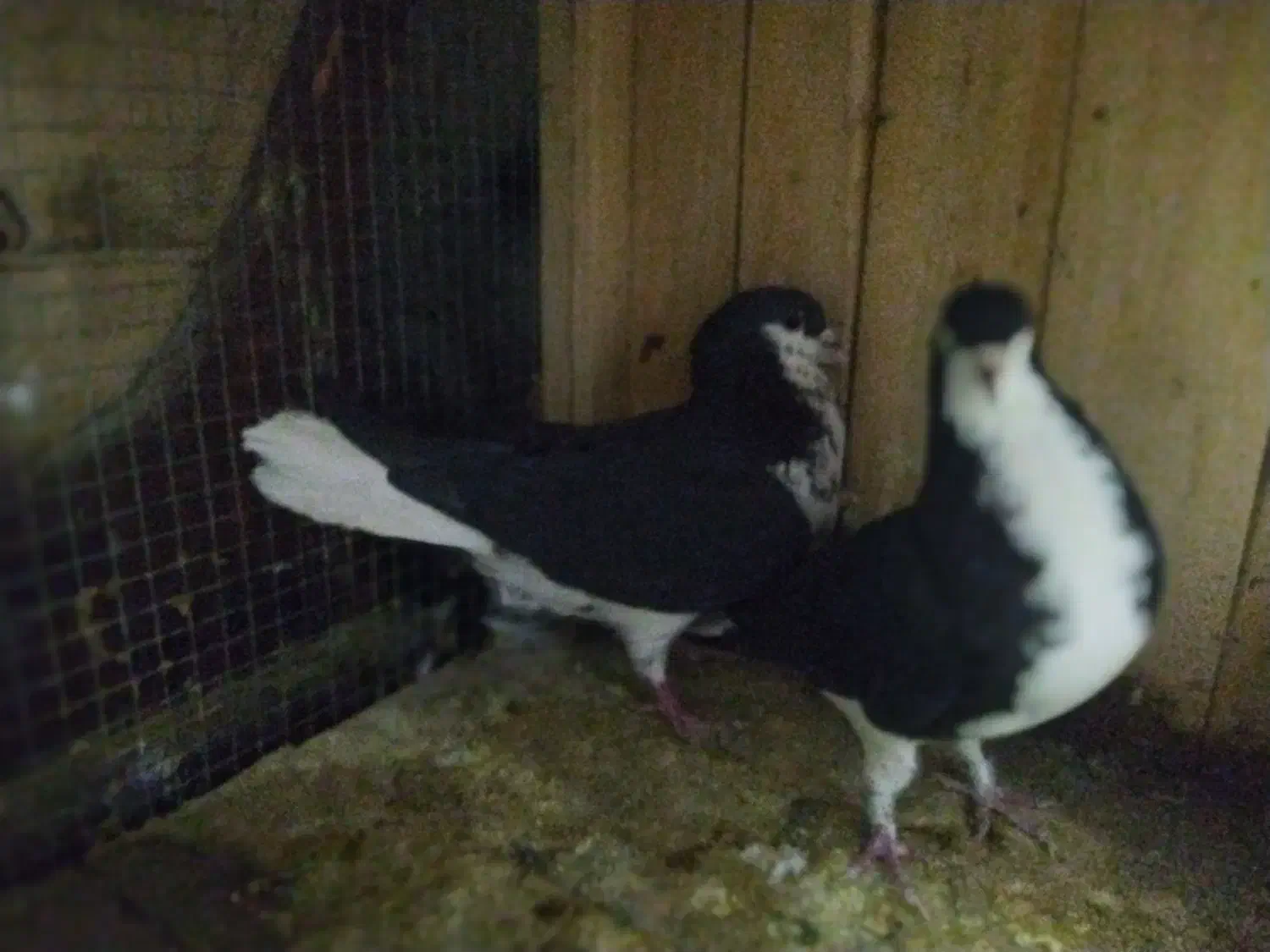 کفتر  شاپرک|پرنده|بهمن صغاد, |دیوار