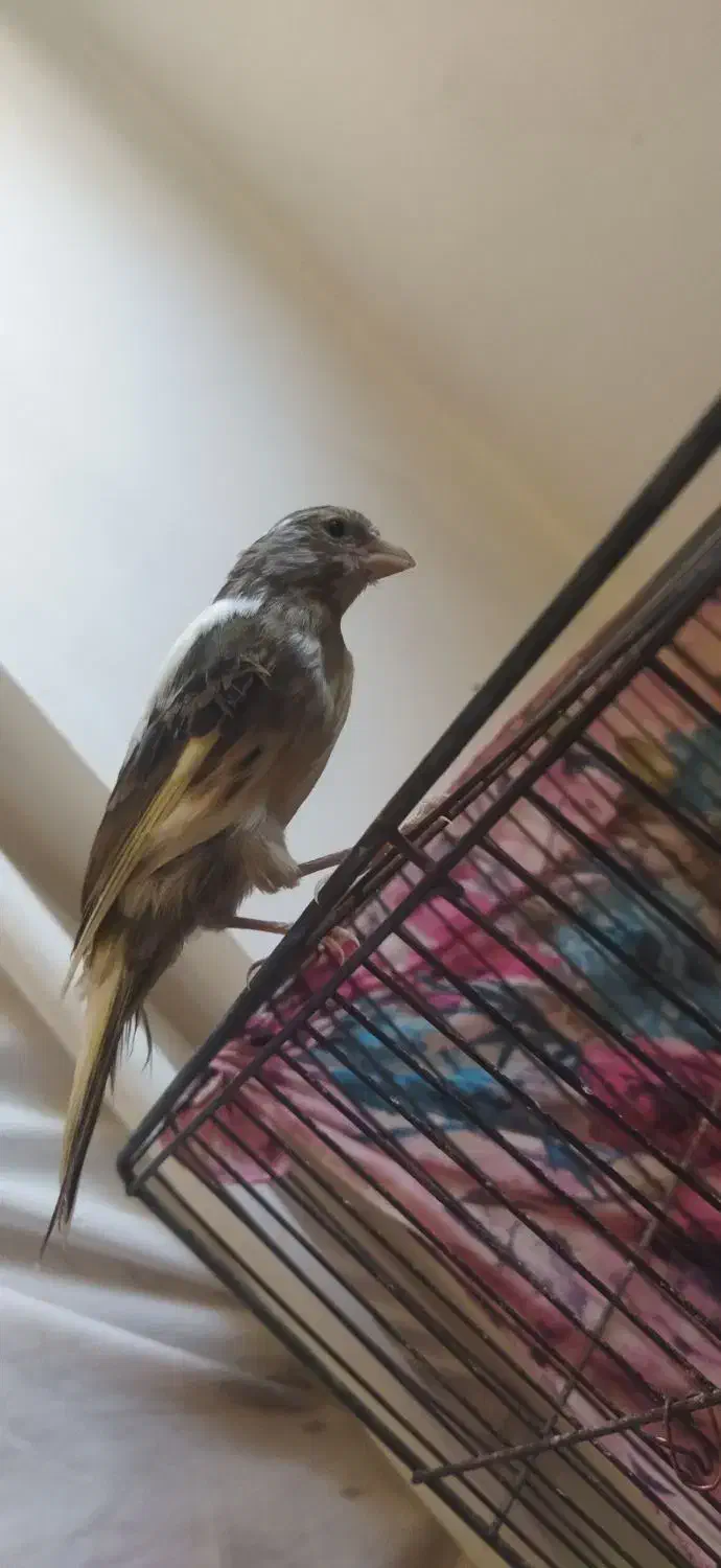 قناری|پرنده|ساروق, |دیوار