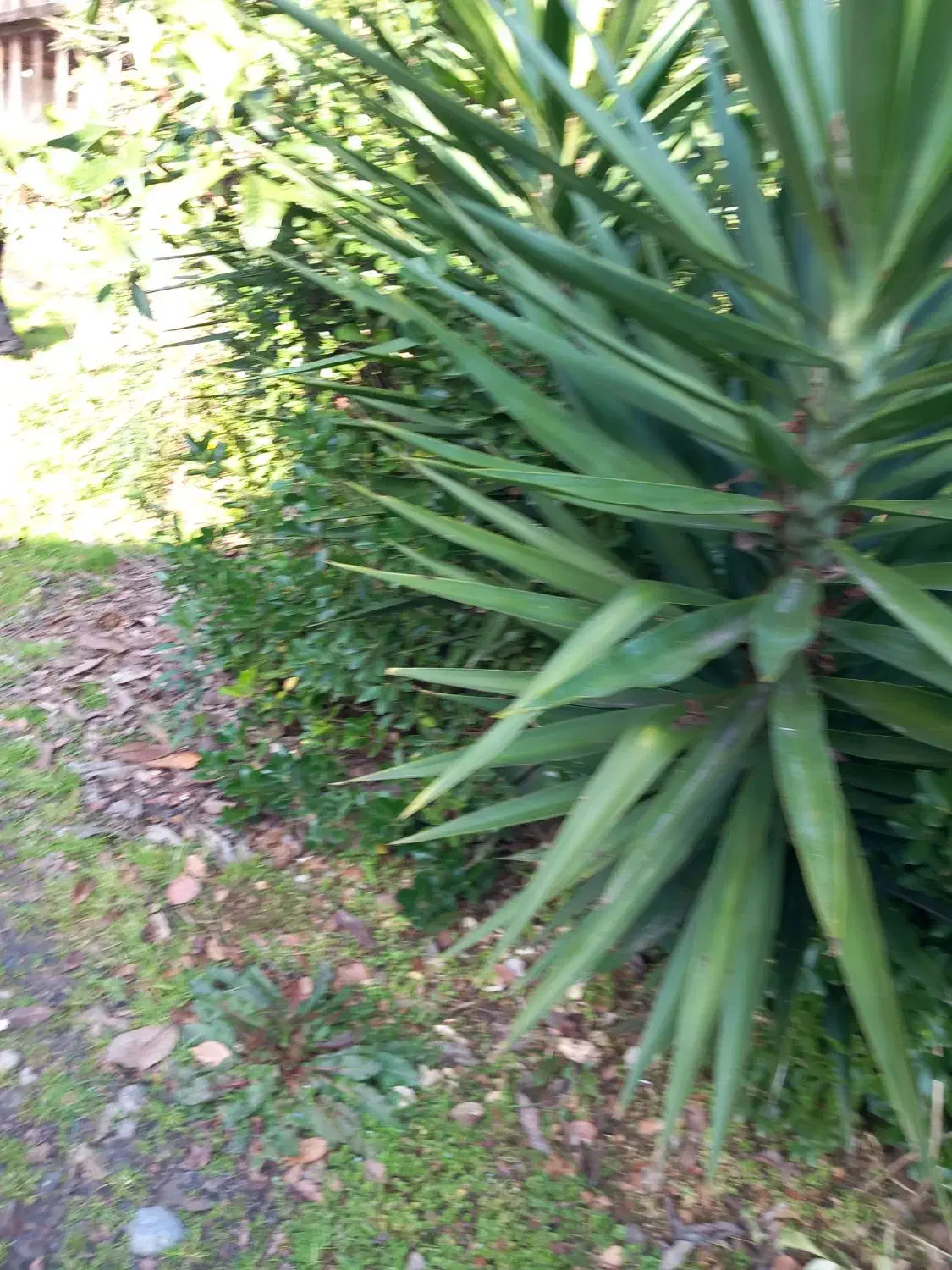 گل طبیعی یوگاه|گل و گیاه طبیعی|رشت, شالکو|دیوار