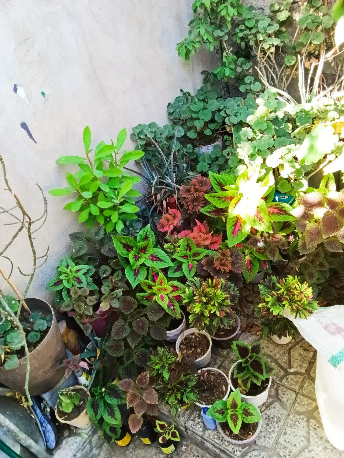 گل و گیاه طبیعی|گل و گیاه طبیعی|یاسوج, |دیوار