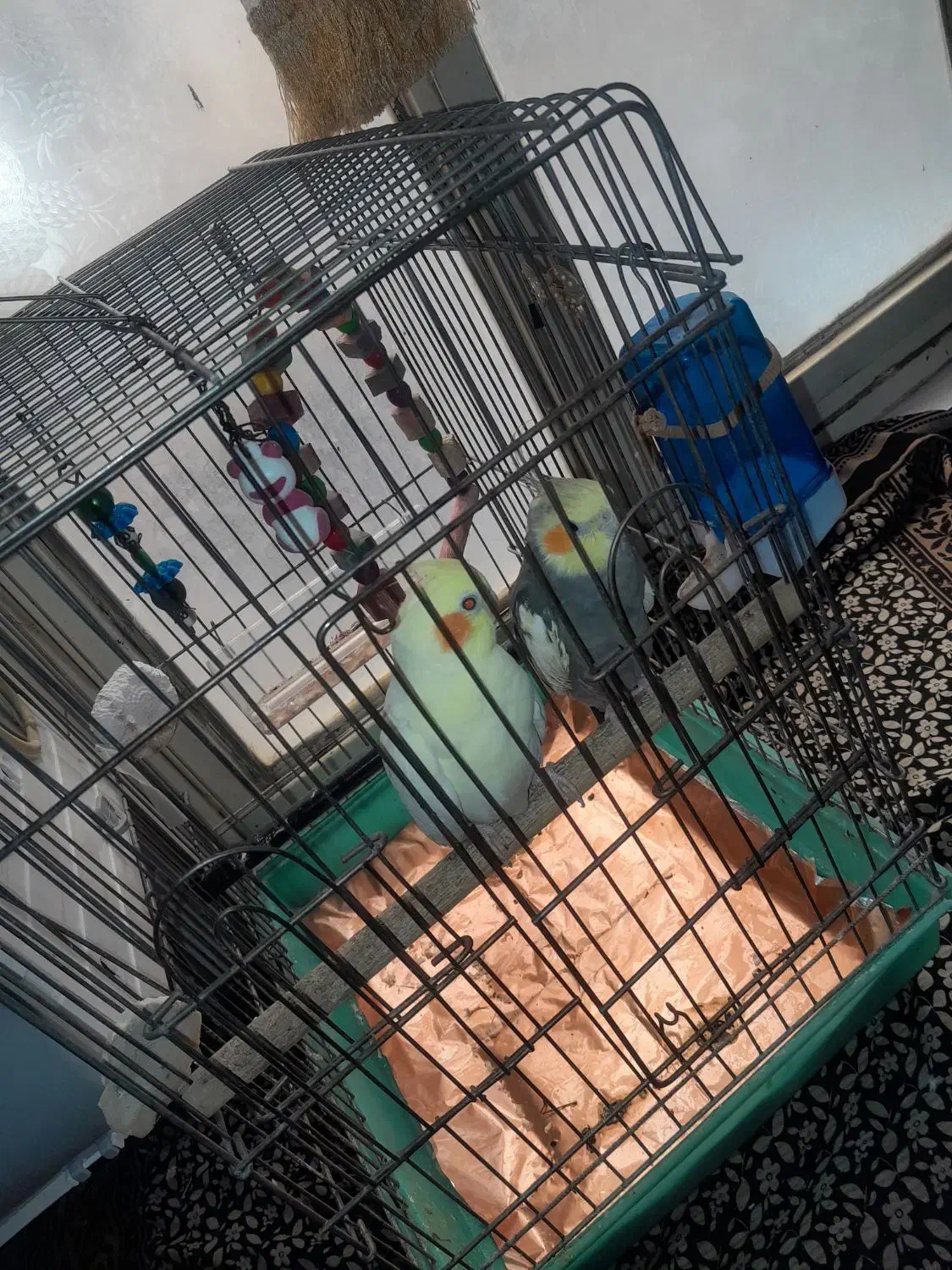 جفت عروس هلندی مولد هستن|پرنده|پاکدشت, پاکدشت (مامازند)|دیوار