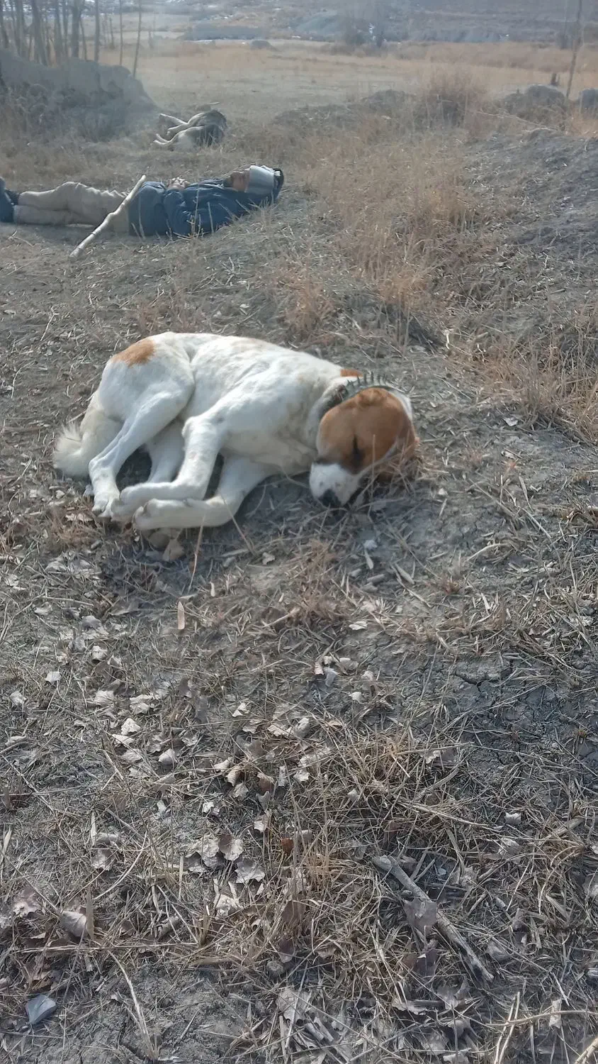 گله ی بشرط|سگ|آبکوه, |دیوار