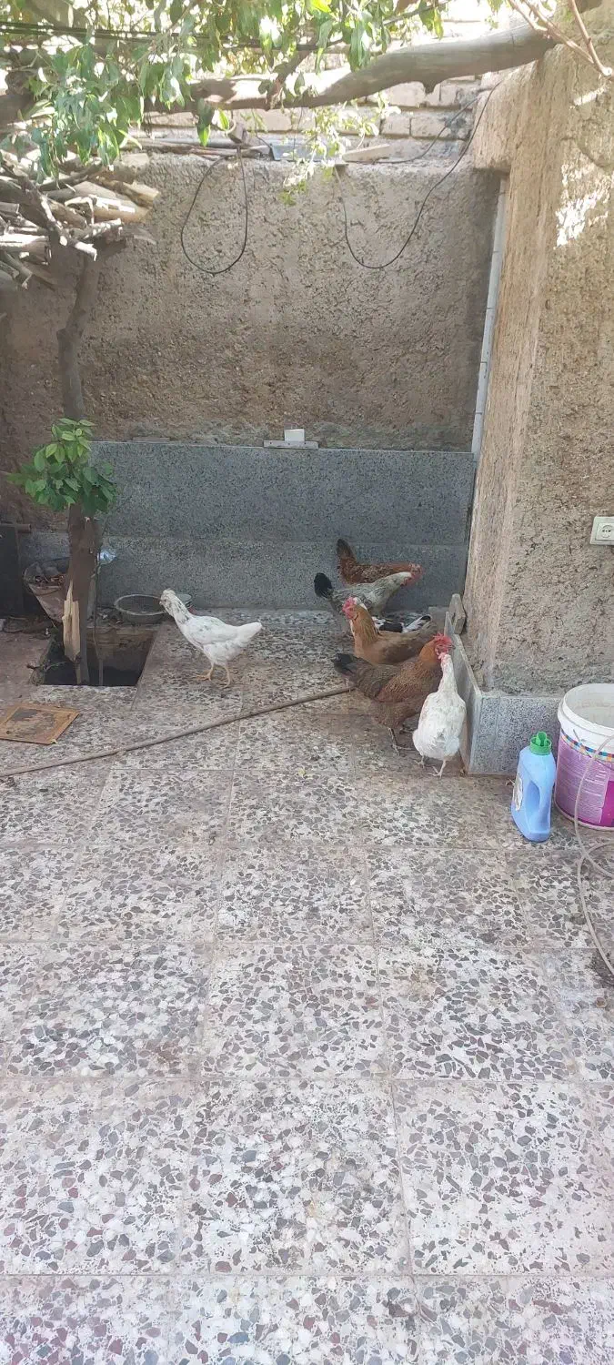 مر غ محلی|حیوانات مزرعه|شیراز, پودنک|دیوار