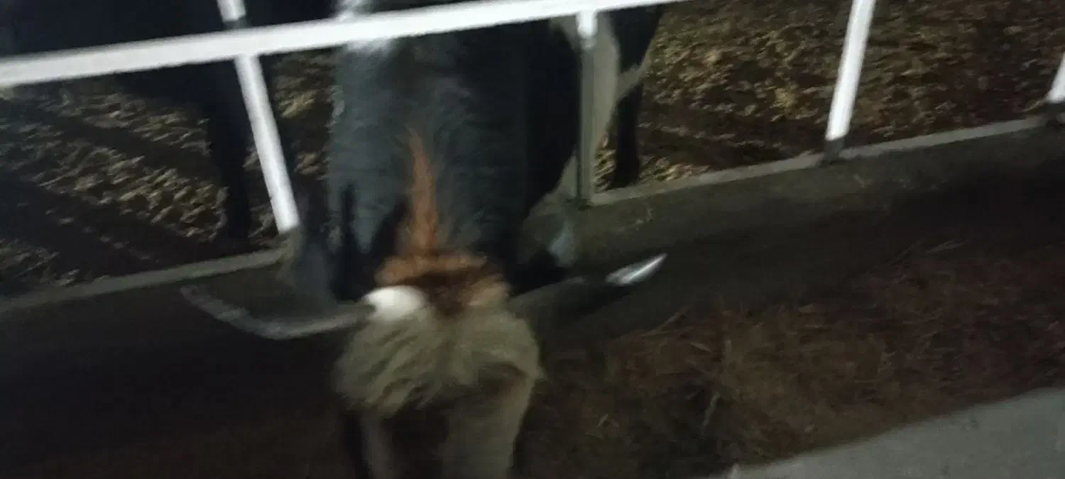 گوساله|حیوانات مزرعه|ری, علایین|دیوار