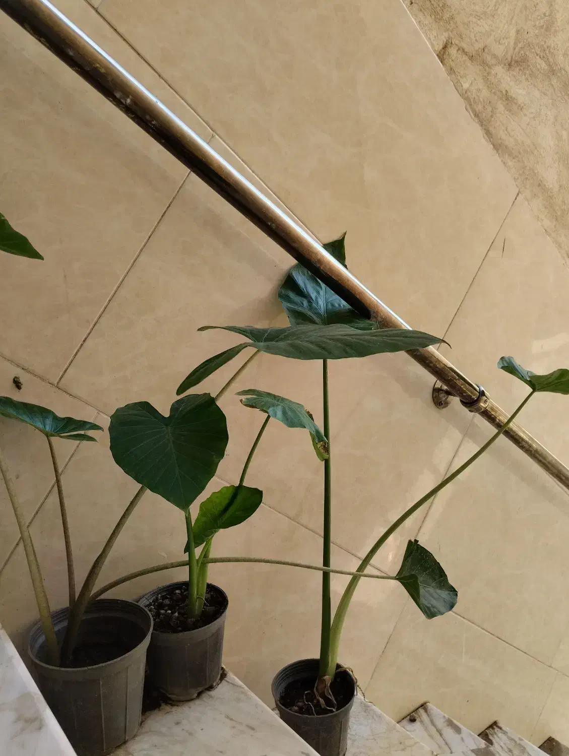 باباآدم جاینت و تنه قرمز|حراج|قم, در بهشت|دیوار