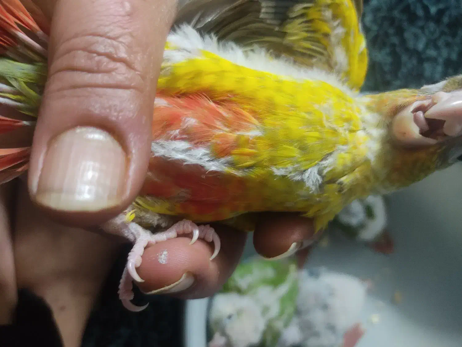 جوجه گرینچیک|پرنده|مشهد, آبکوه|دیوار