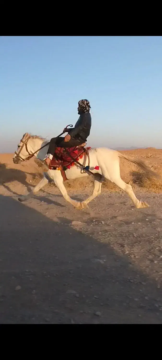 اسب یورقه افغان|اسب و تجهیزات اسبسواری|تربت جام, بهشت نبی|دیوار