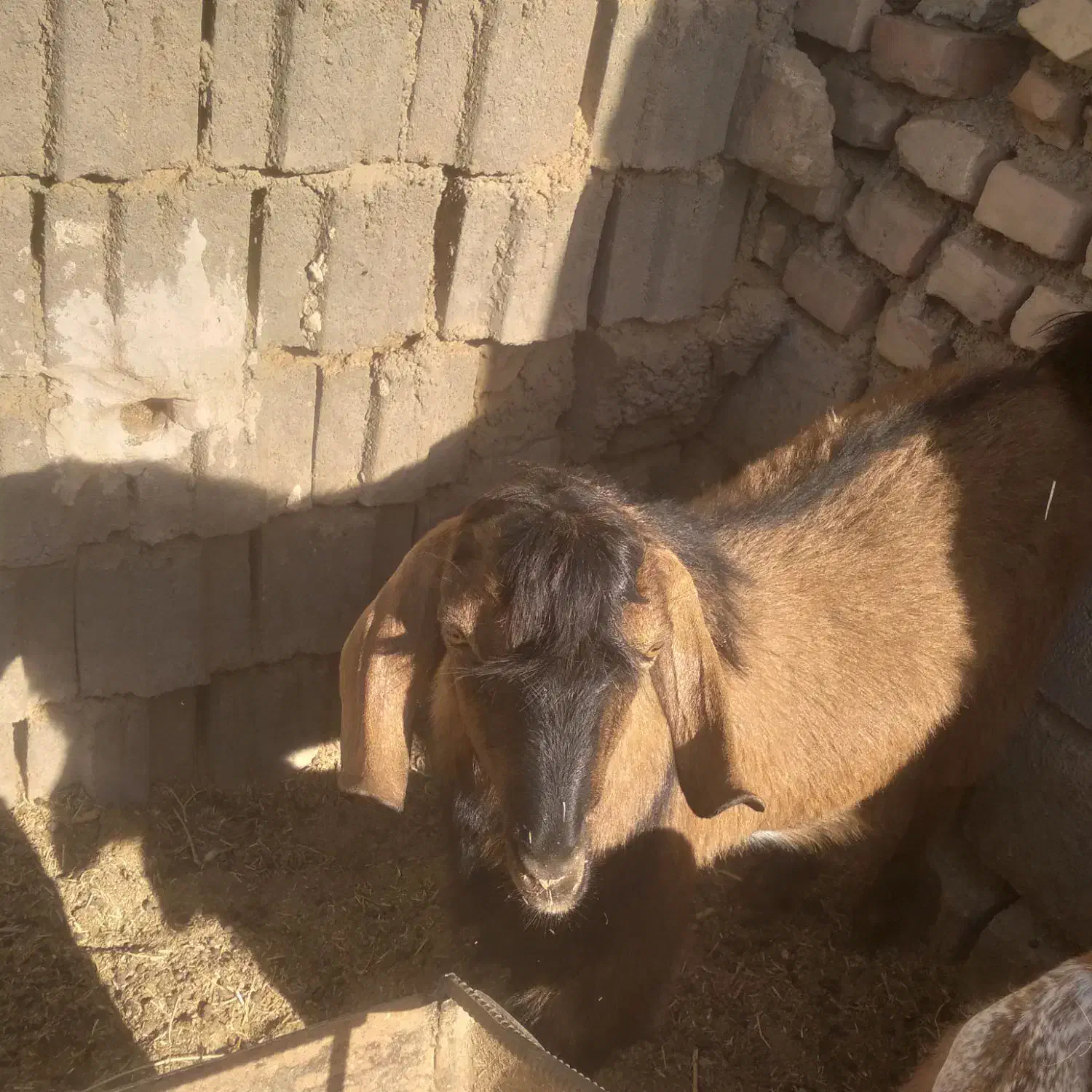 بزغاله نر|حیوانات مزرعه|فردوس (خراسان), |دیوار