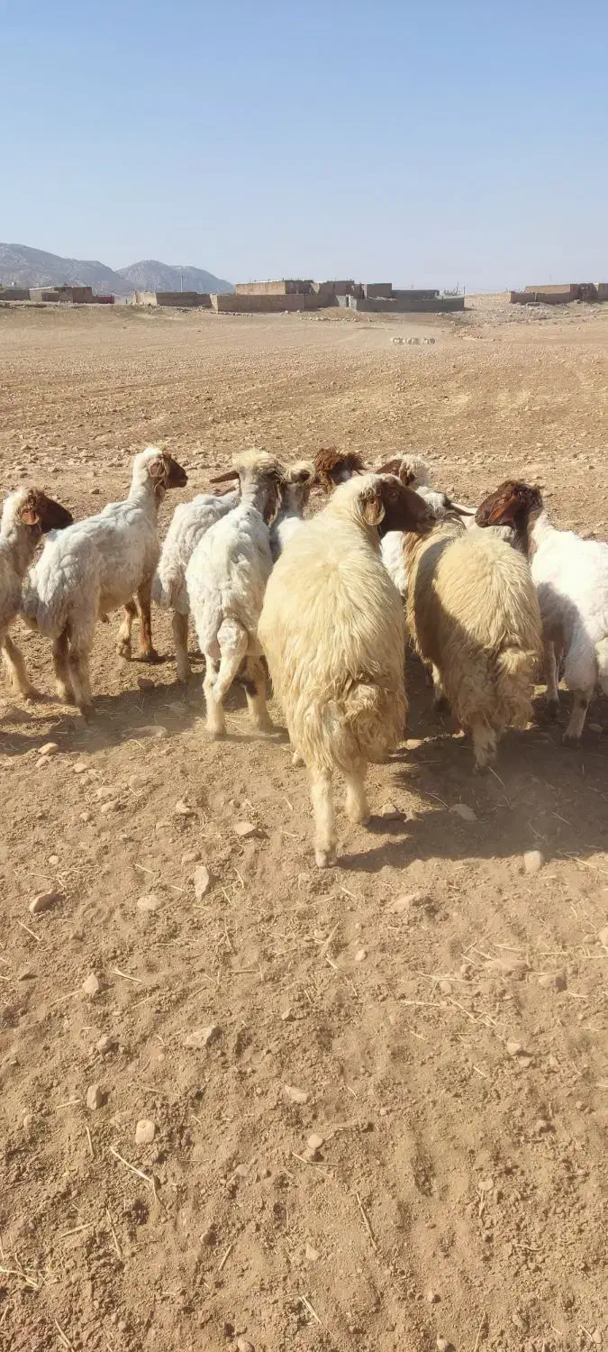 قوچ سنجابی|حیوانات مزرعه|خرمآباد, |دیوار