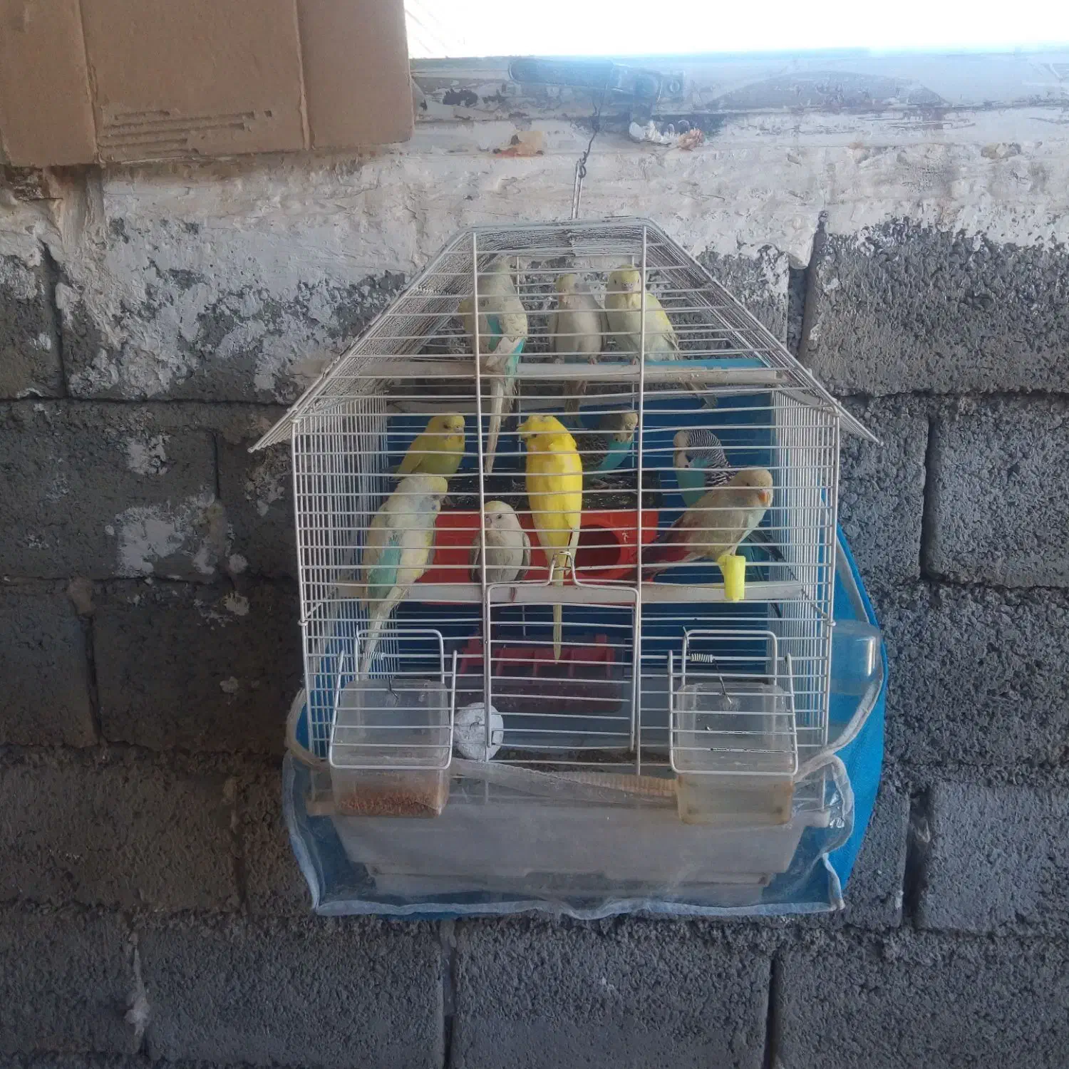 فروش مرغ عشق|پرنده|نقده, |دیوار