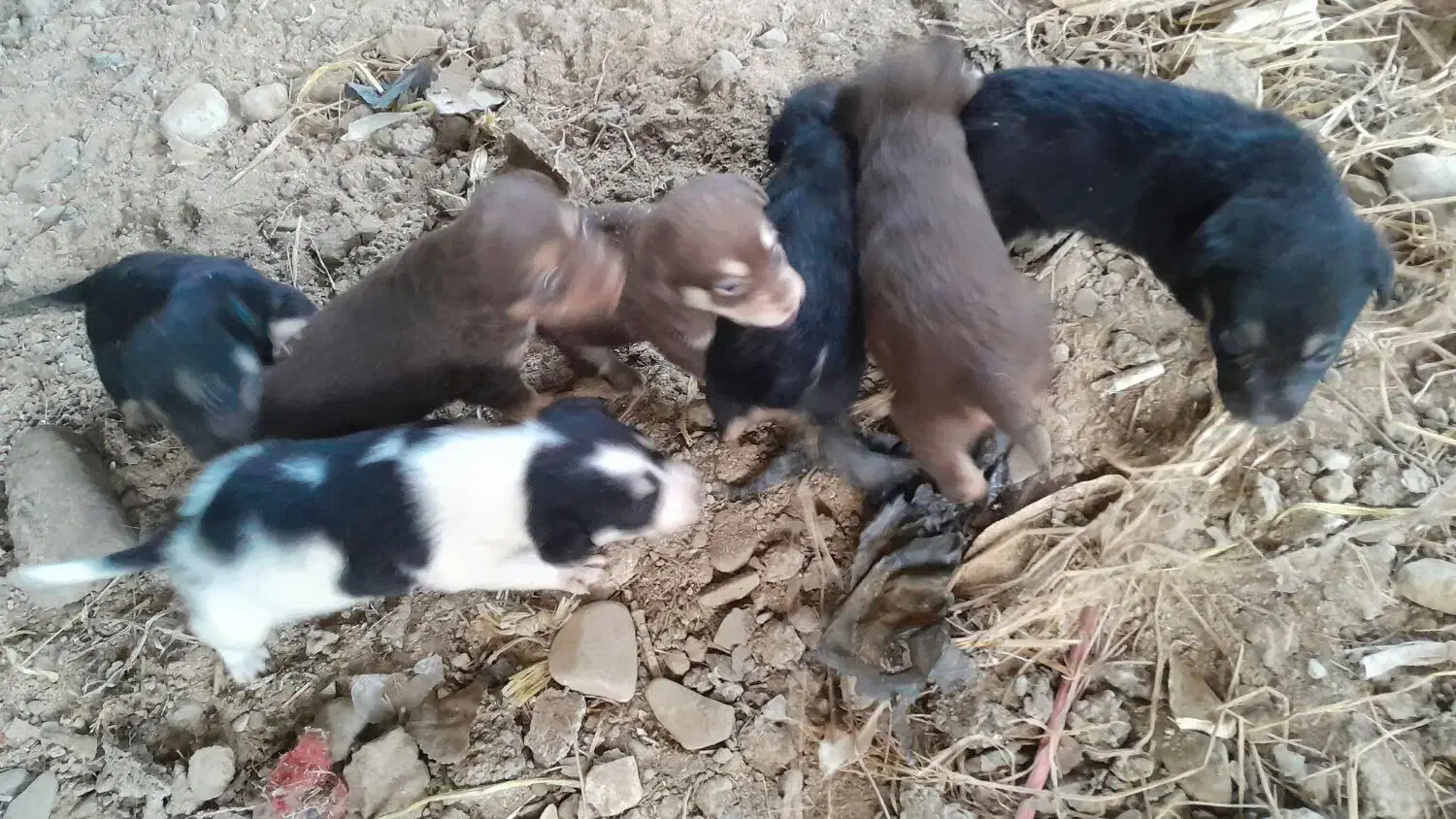 سگ پاه کوتاه|سگ|لاهیجان, بازکیاگوراب|دیوار