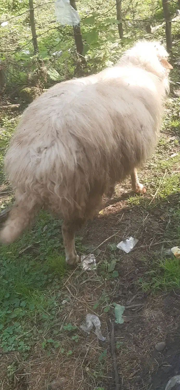 گوسفندنرقوچ وبره ماده|حیوانات مزرعه|ماکلوان, |دیوار