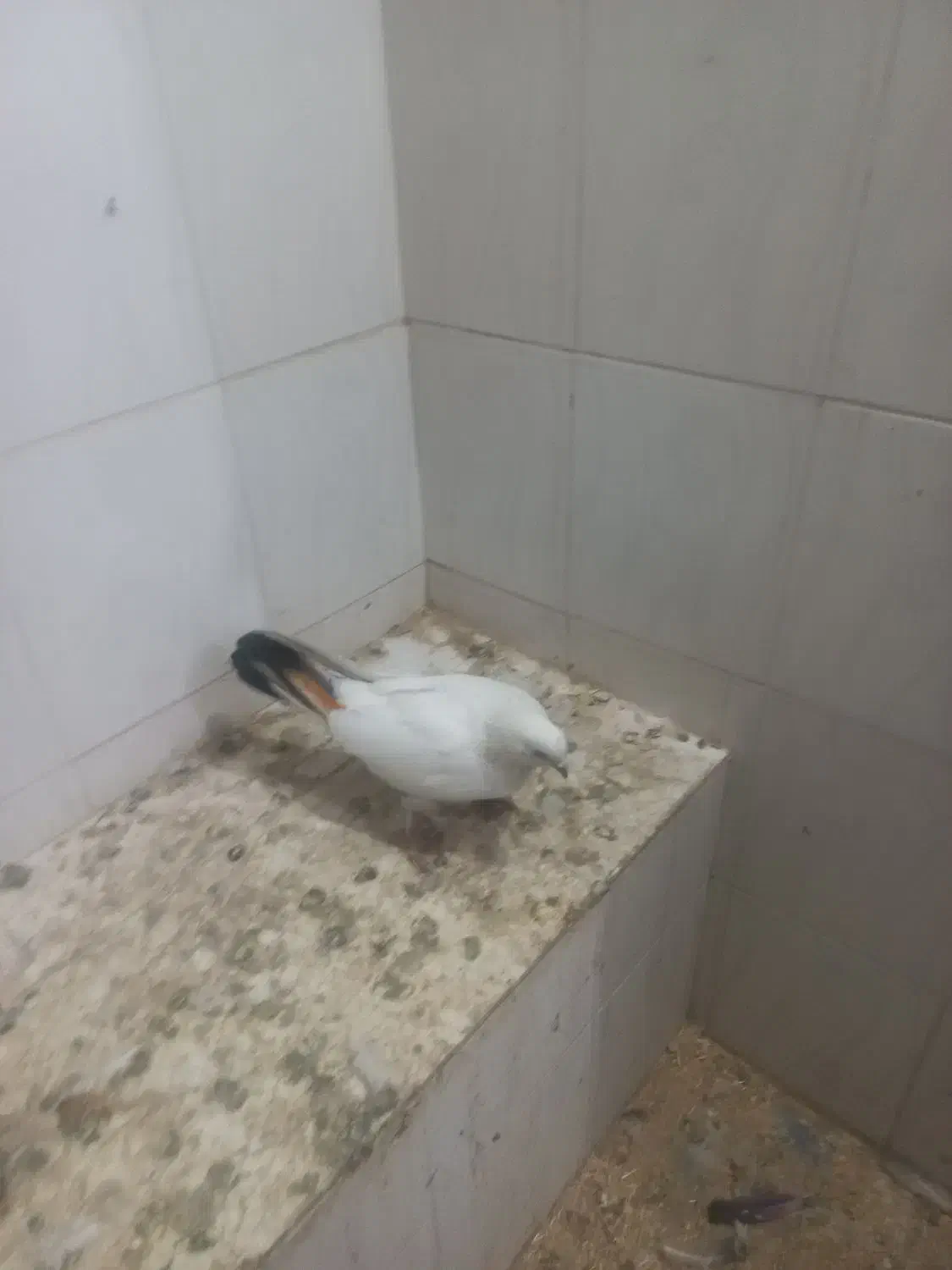 کفتر|پرنده|لالجین, |دیوار