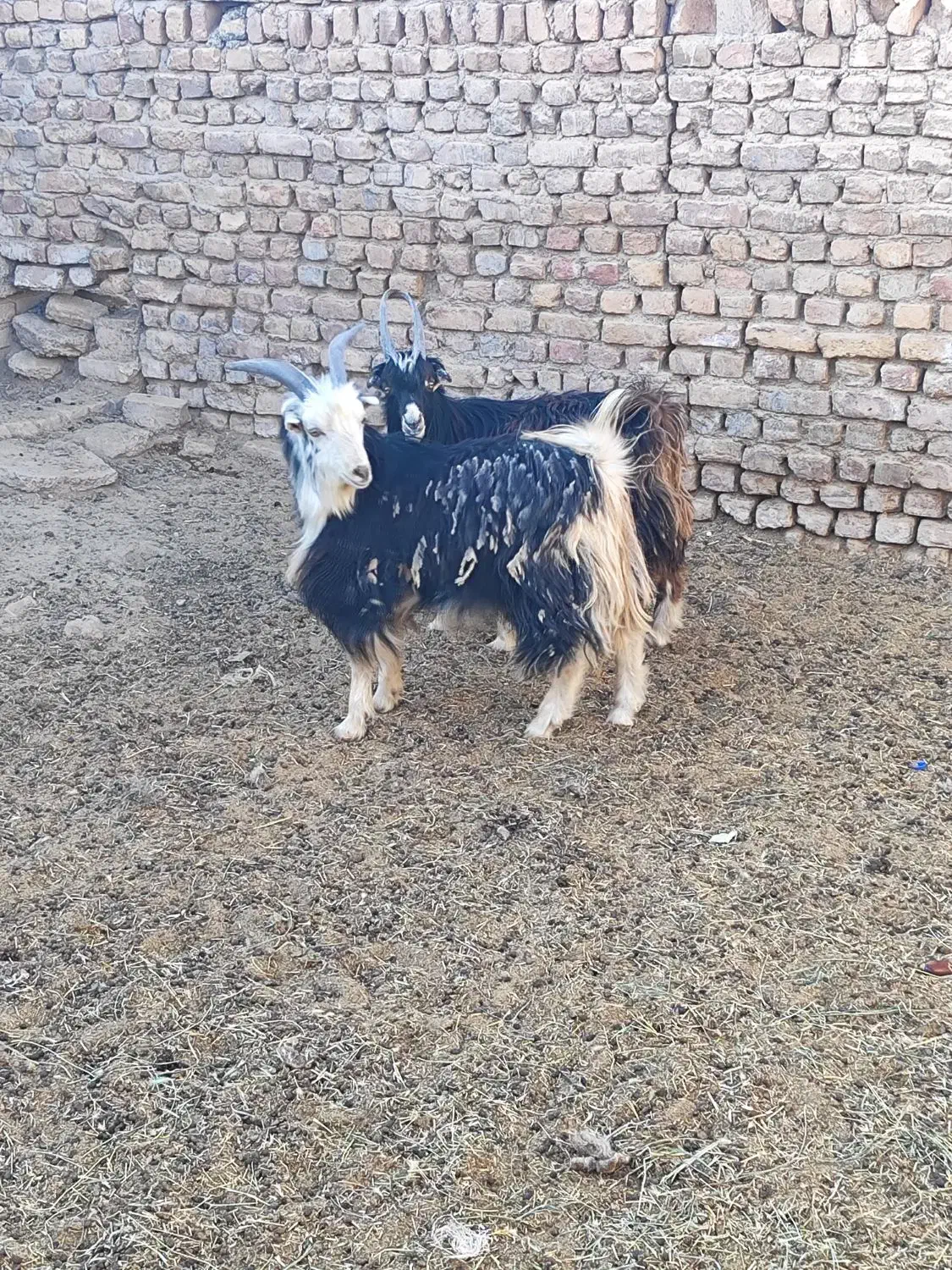 دوراس بزغاله نر|حیوانات مزرعه|تهران, افسریه شمالی|دیوار