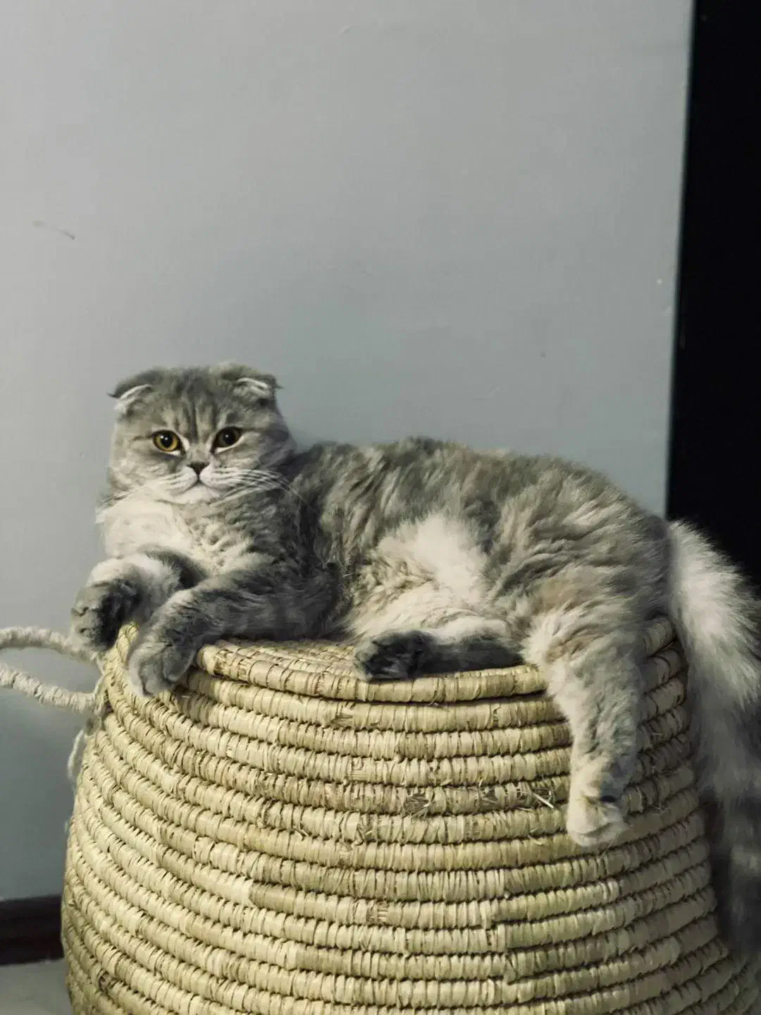 فروش گربه ماده عقیم نشده|گربه|پردیس, فاز ۱۱|دیوار