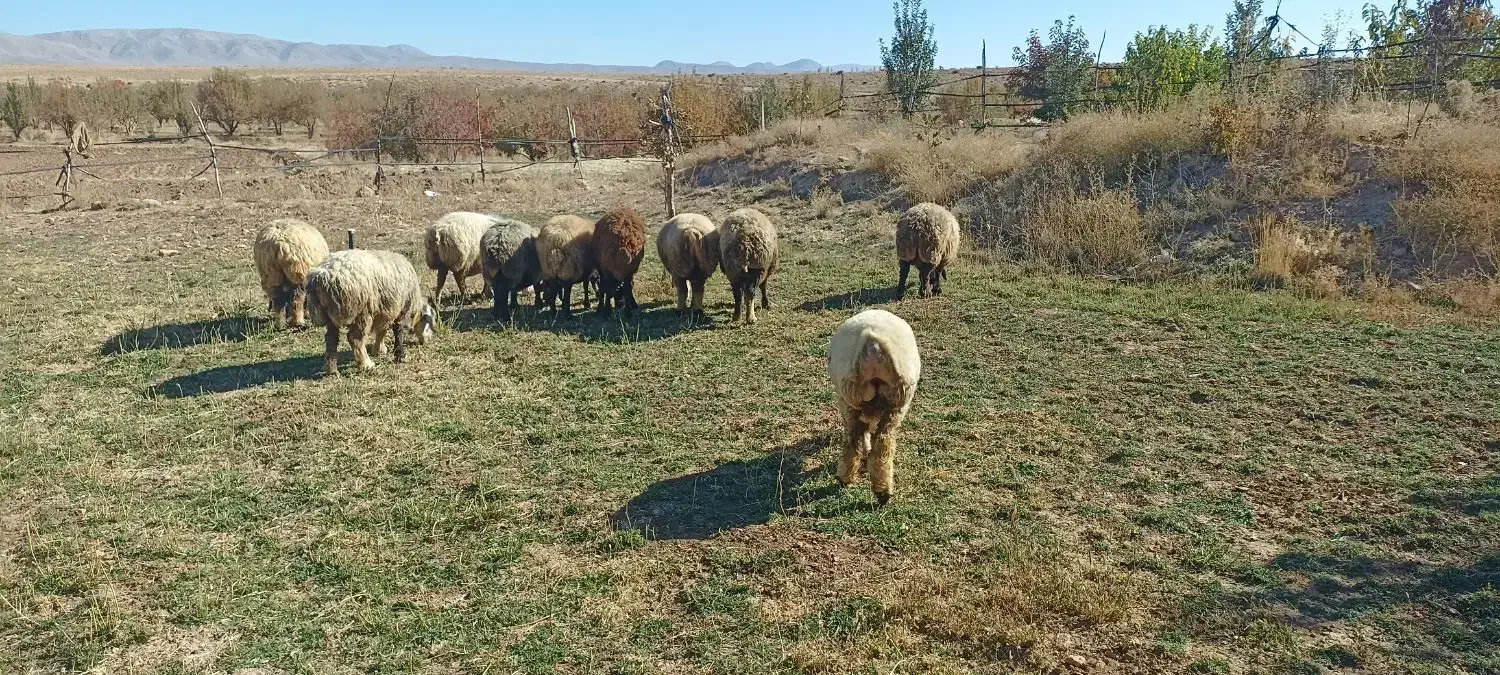 فروش میش داشتی.|حیوانات مزرعه|وردشت, |دیوار