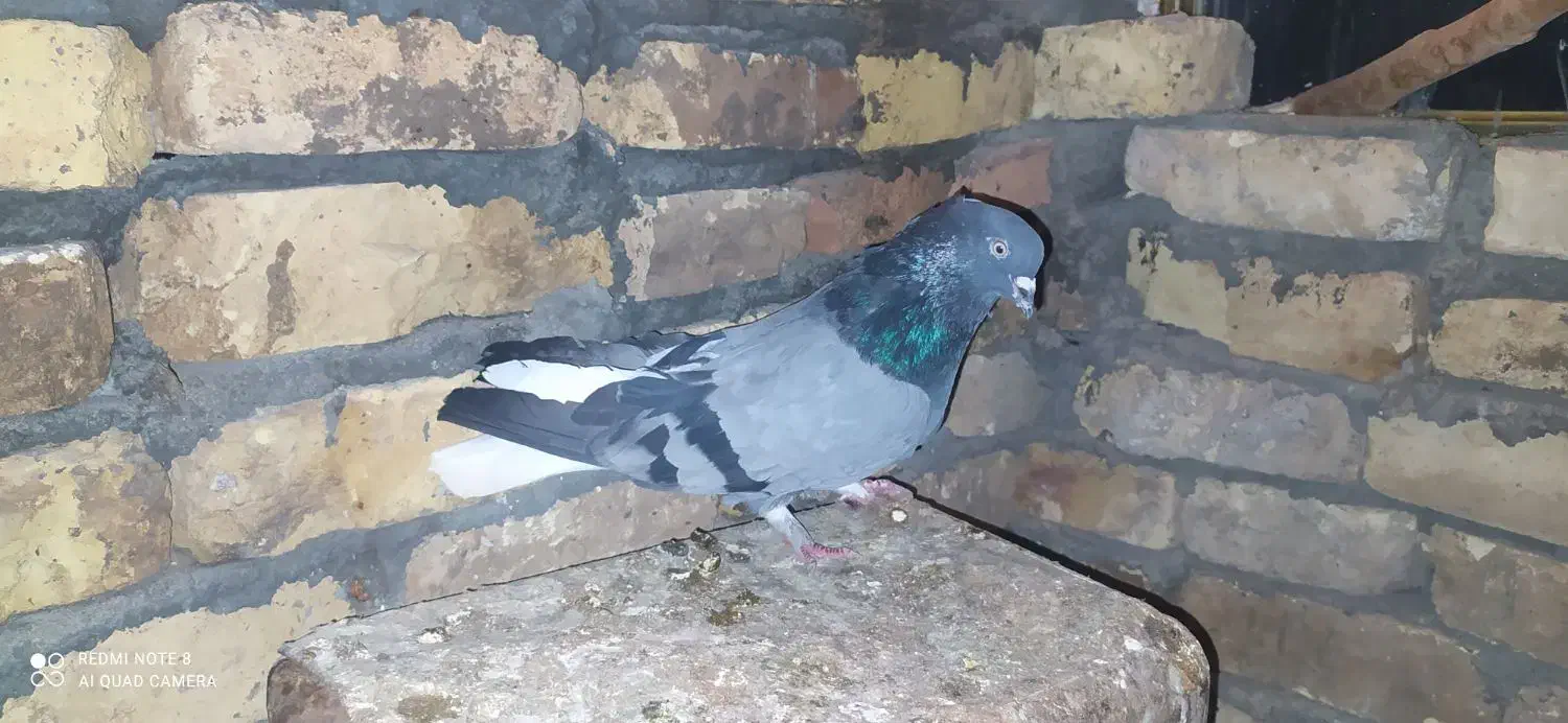کبوتر اصفهانی|پرنده|مبارکه, |دیوار